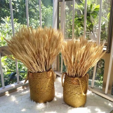 天然麦穗干花带壳黄色原色量大价优