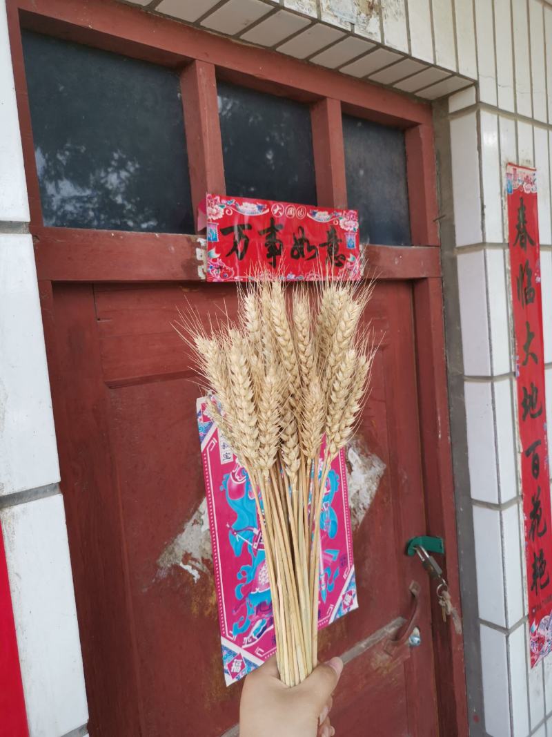天然麦穗干花带壳黄色原色量大价优