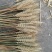 天然麦穗干花带壳黄色原色量大价优