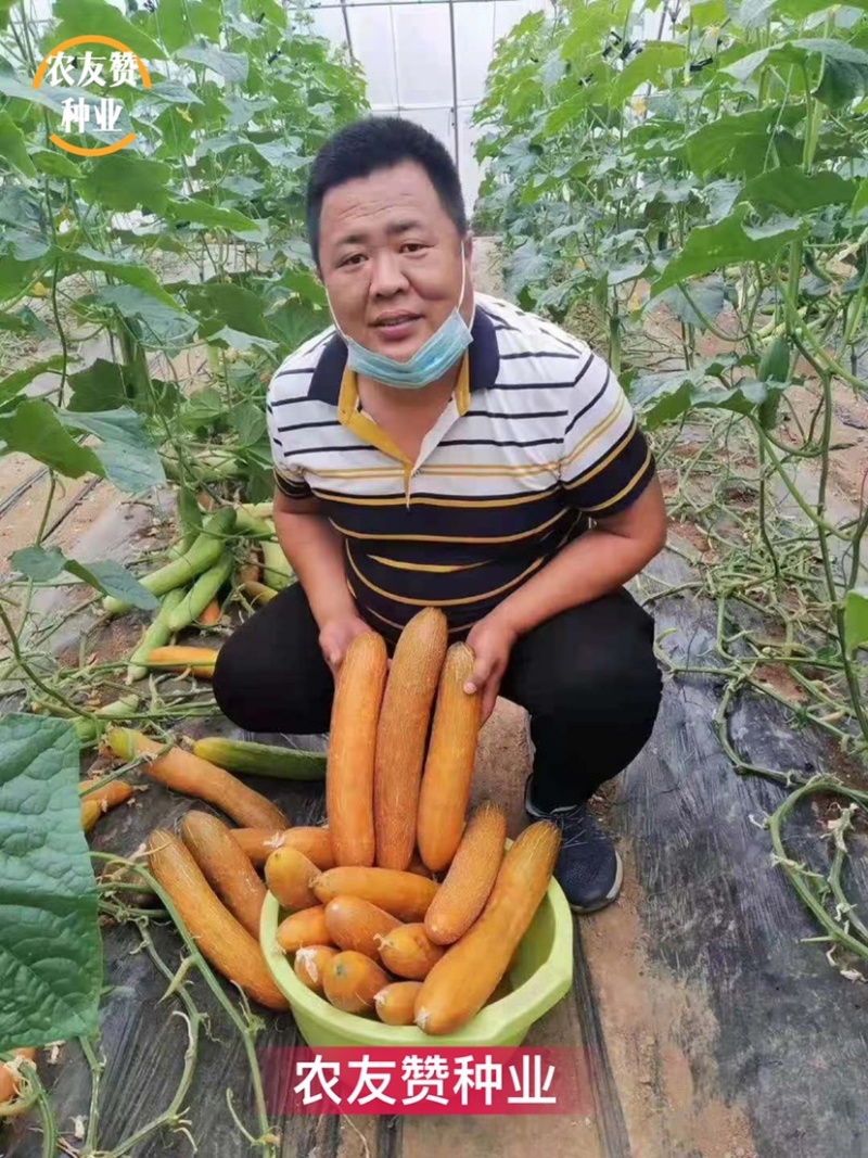雌性优选黄皮老黄瓜种子耐低温抗病高产口味酸甜黄瓜