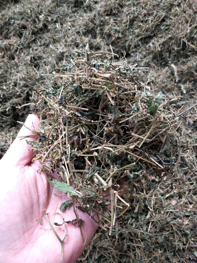 野生绞股蓝手工切晒金秀大瑶山绞股蓝