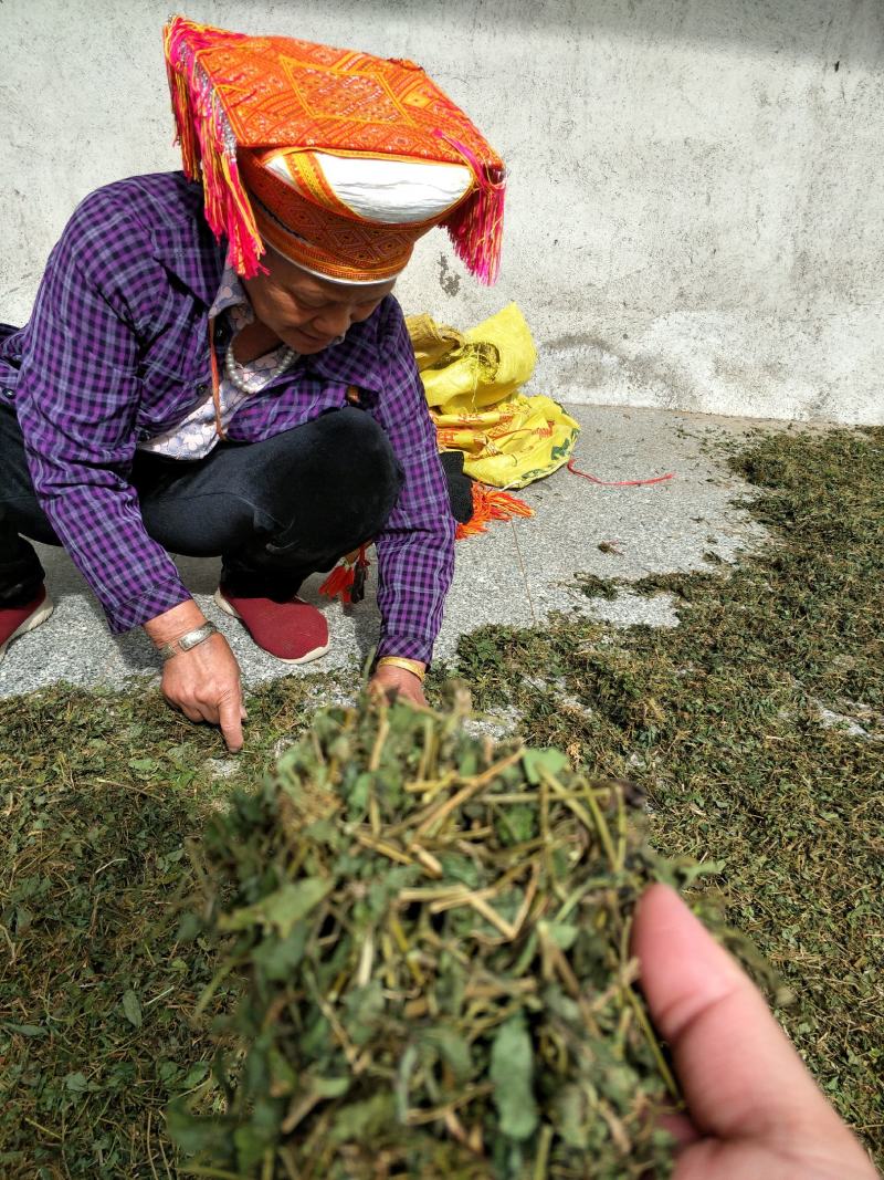 野生绞股蓝手工切晒金秀大瑶山绞股蓝