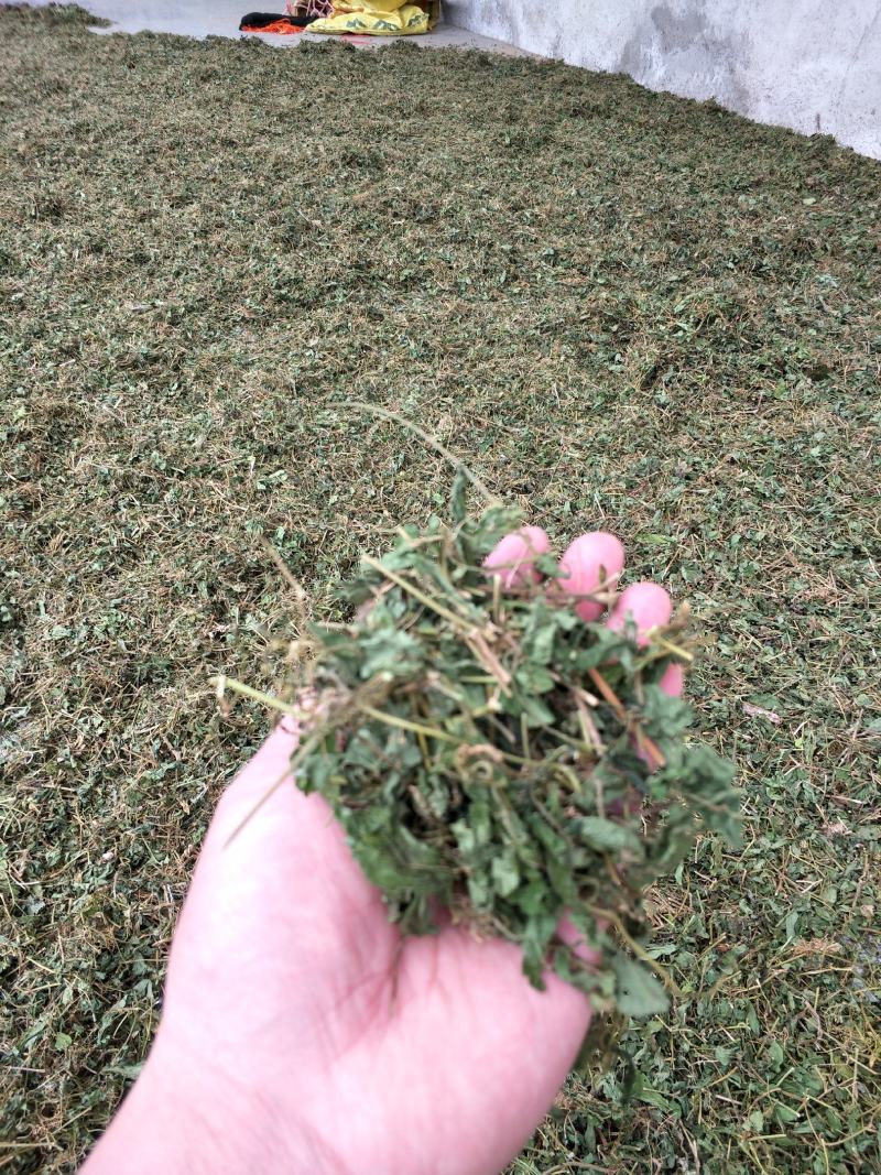 野生绞股蓝手工切晒金秀大瑶山绞股蓝