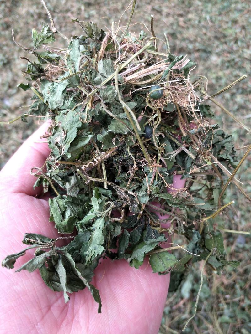 野生绞股蓝手工切晒金秀大瑶山绞股蓝