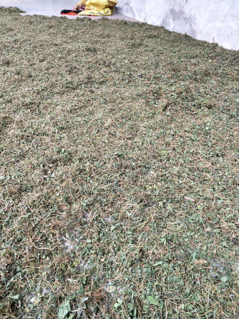 野生绞股蓝手工切晒金秀大瑶山绞股蓝