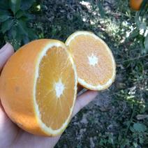 纽荷尔脐橙：原生态原汁原叶，口感清甜，皮薄肉厚。
