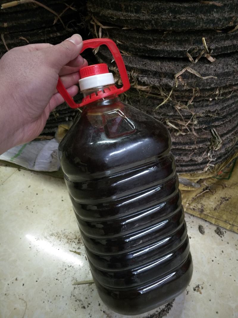 野生茶树果油野生茶树籽油茶果籽油本地高山茶油品种