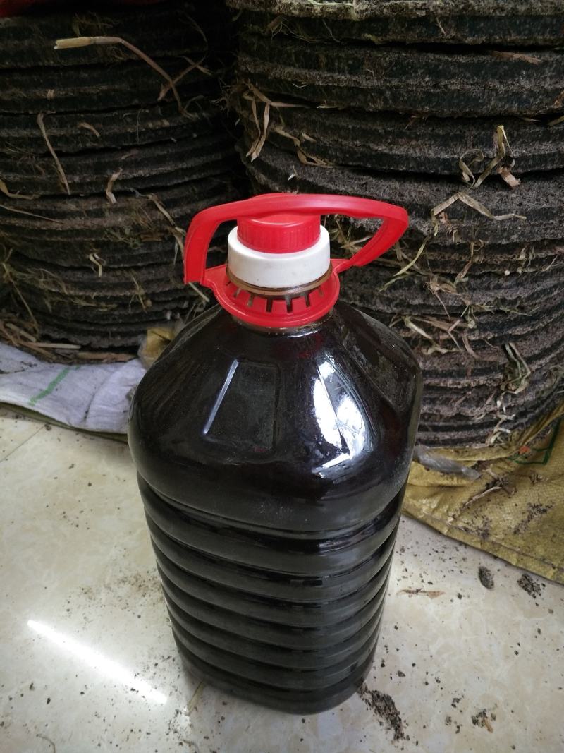 野生茶树果油野生茶树籽油茶果籽油本地高山茶油品种