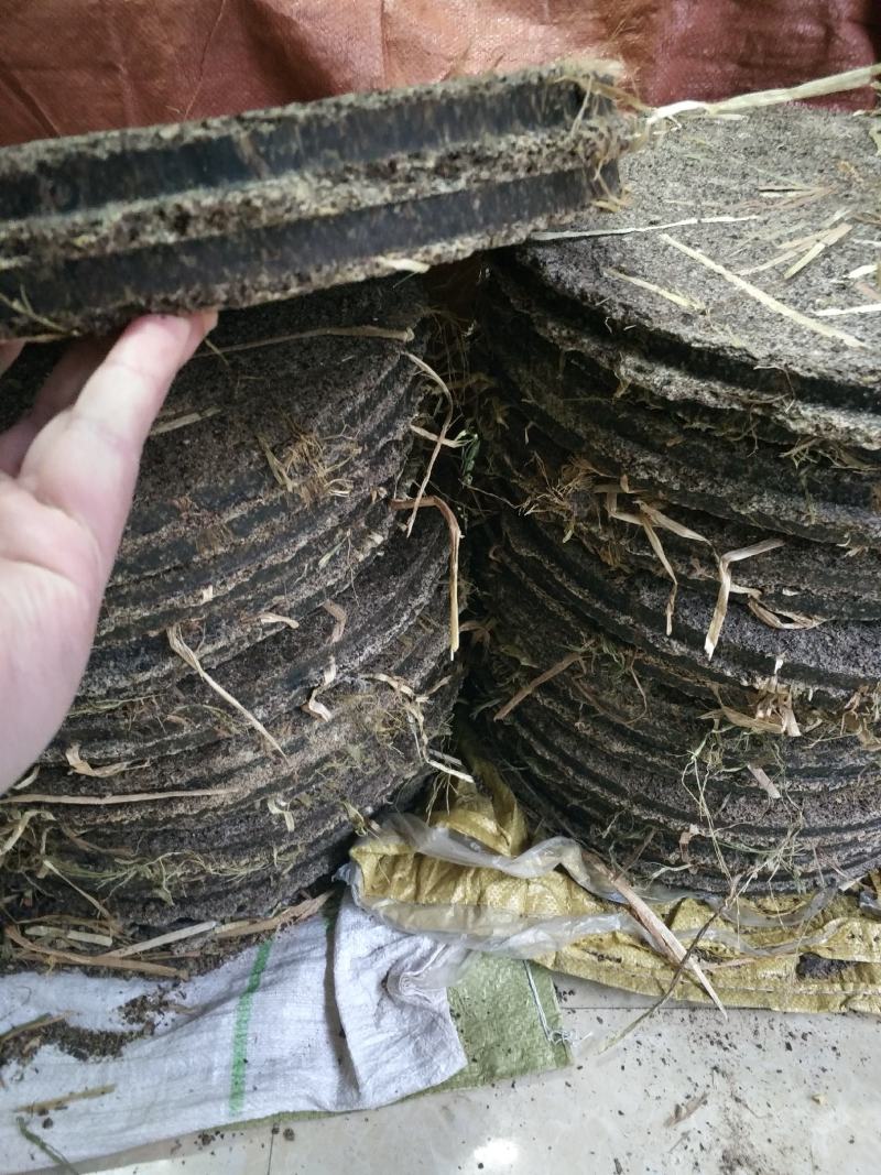 野生茶树果油野生茶树籽油茶果籽油本地高山茶油品种
