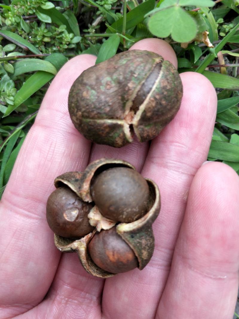 野生茶树果油野生茶树籽油茶果籽油本地高山茶油品种