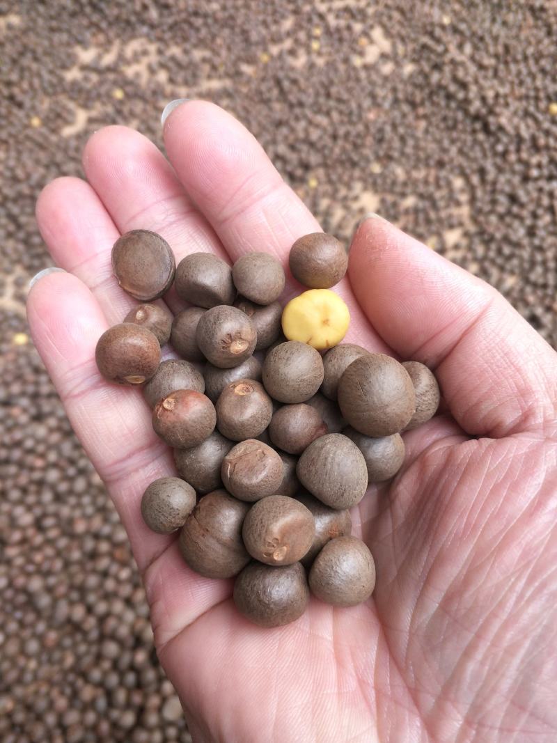 野生茶树果油野生茶树籽油茶果籽油本地高山茶油品种