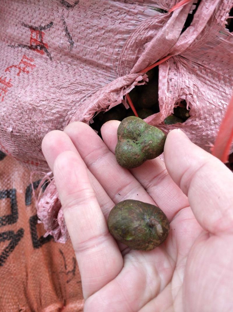野生茶树果油野生茶树籽油茶果籽油本地高山茶油品种