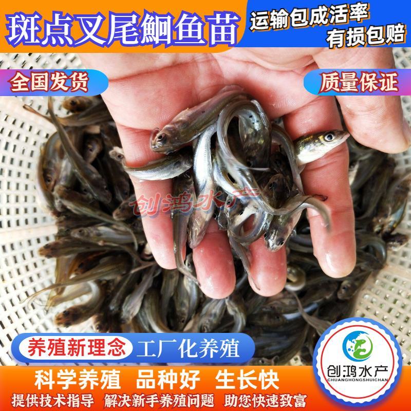 【优质精选】叉尾鮰鱼苗斑点叉尾鮰鱼苗钳鱼苗淡水鱼苗