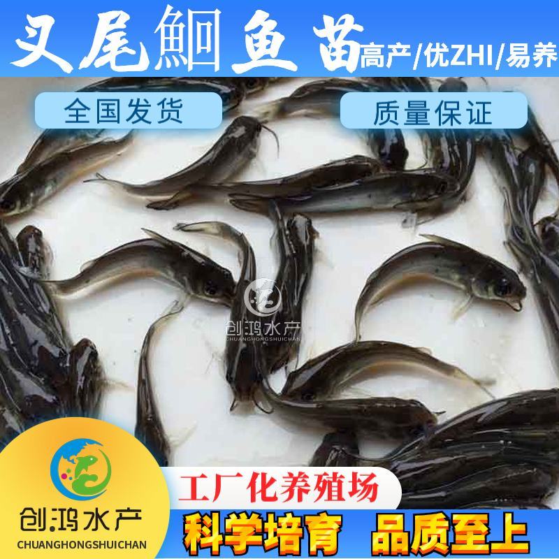 【特价销售】叉尾鮰鱼苗美国斑点叉尾鮰鱼苗叉尾钳鱼苗