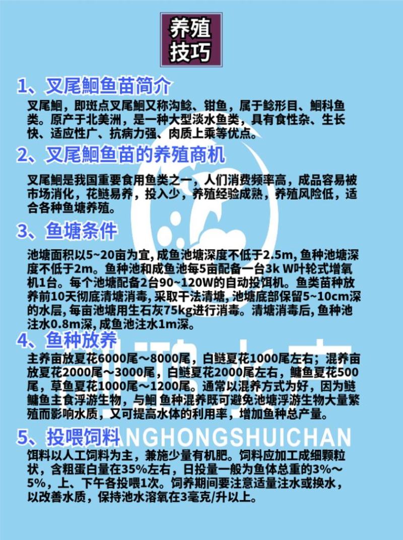 【特价销售】叉尾鮰鱼苗美国斑点叉尾鮰鱼苗叉尾钳鱼苗