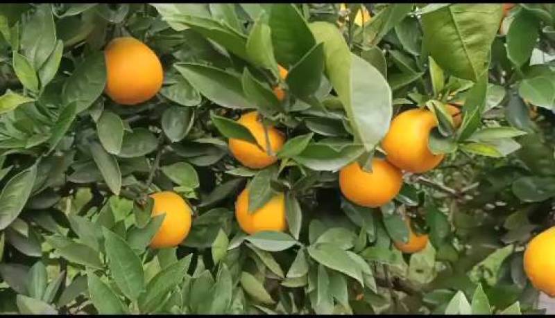 【精选】重庆脐橙自家果园货源充足现货速发