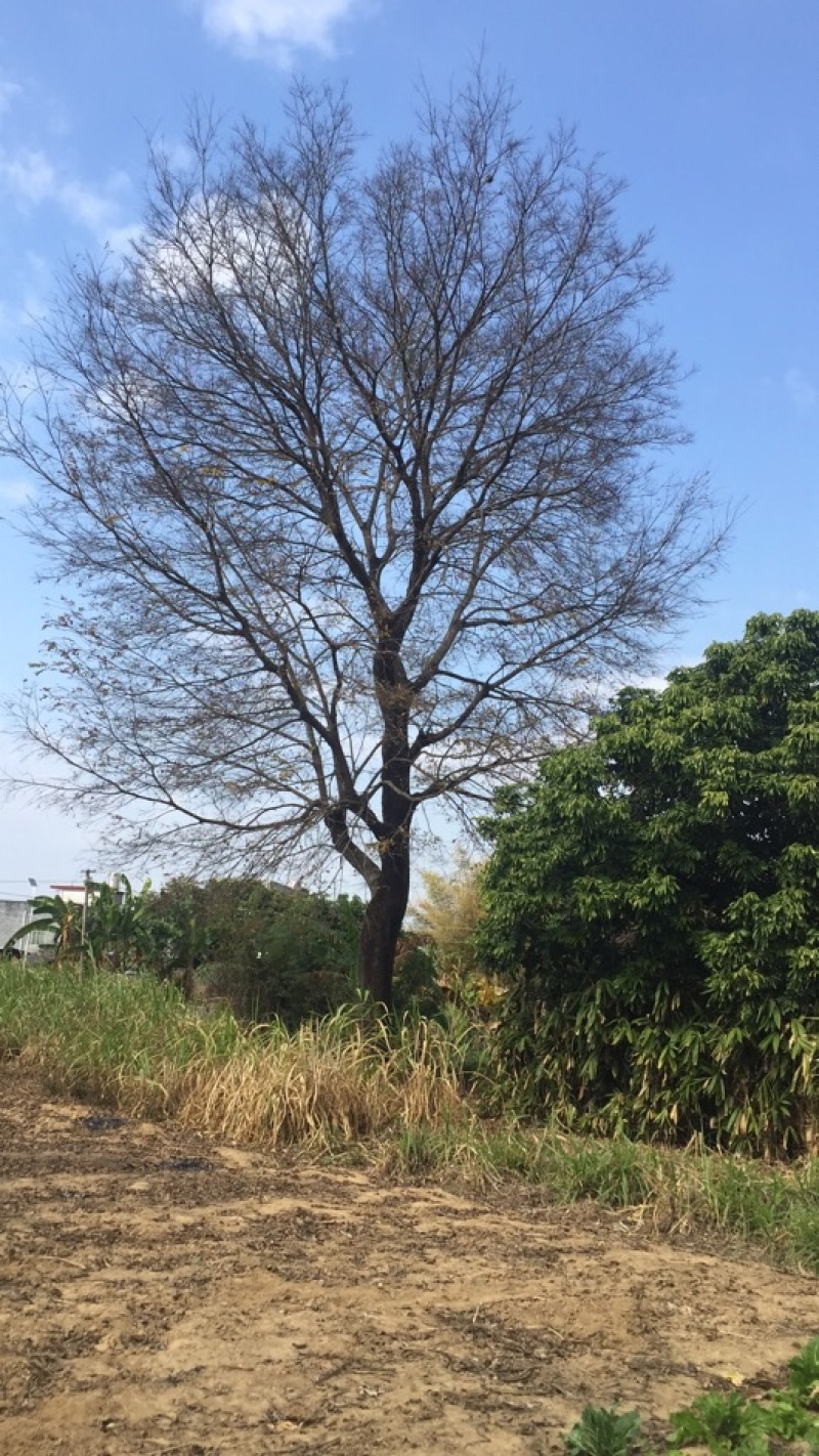 绿化苗木朴树，绣球紫花风铃各种规格