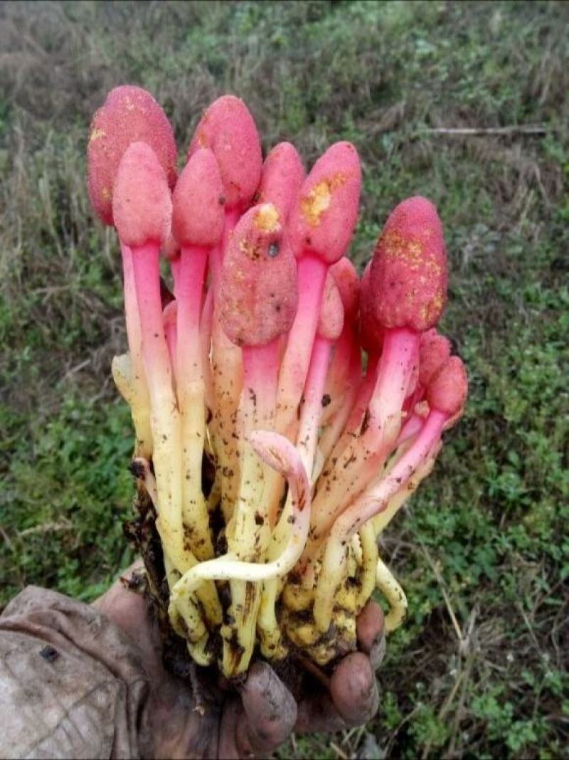 回春草，野生中药材，烘干货，本色无霉***，产地一手货源