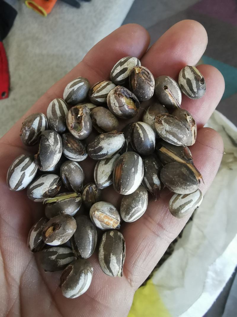 洋拉子，洋辣子，洋拉罐，货源少，沧州产地个头大