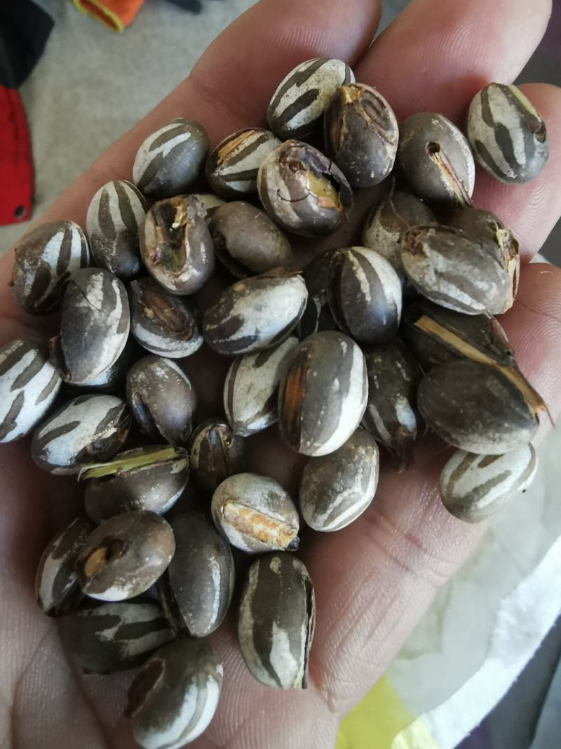 洋拉子，洋辣子，洋拉罐，货源少，沧州产地个头大
