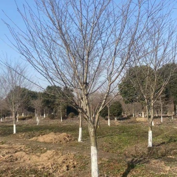低价出售日本晚樱染井吉野早樱，地径5-30公分