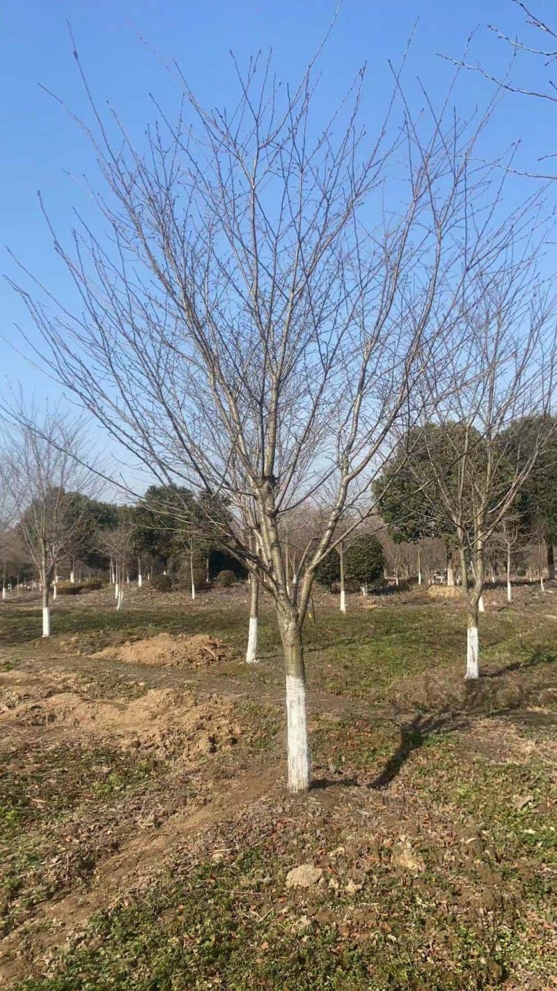 低价出售日本晚樱染井吉野早樱，地径5-30公分