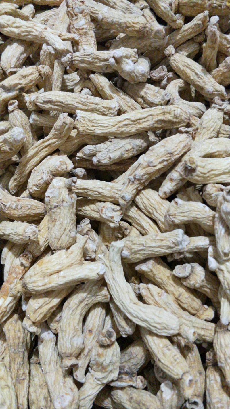 大量批发六年无硫白参棒[量大从优一手货源]欢迎选购。