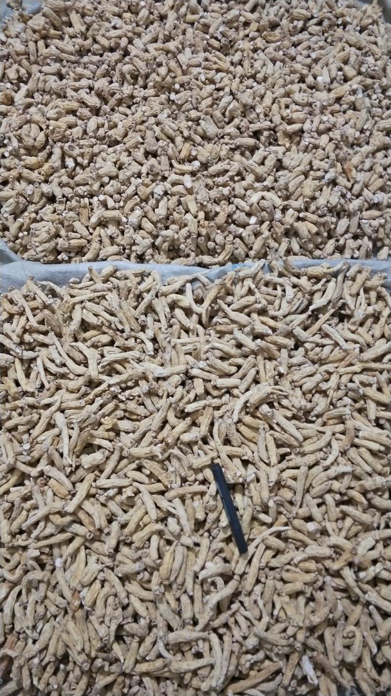 大量批发六年无硫白参棒[量大从优一手货源]欢迎选购。