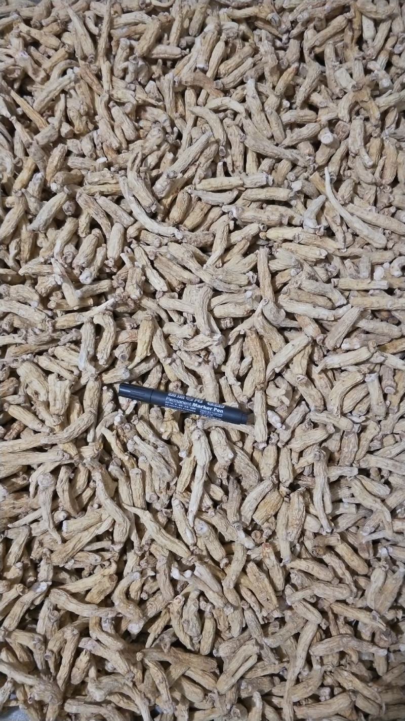 大量批发六年无硫白参棒[量大从优一手货源]欢迎选购。