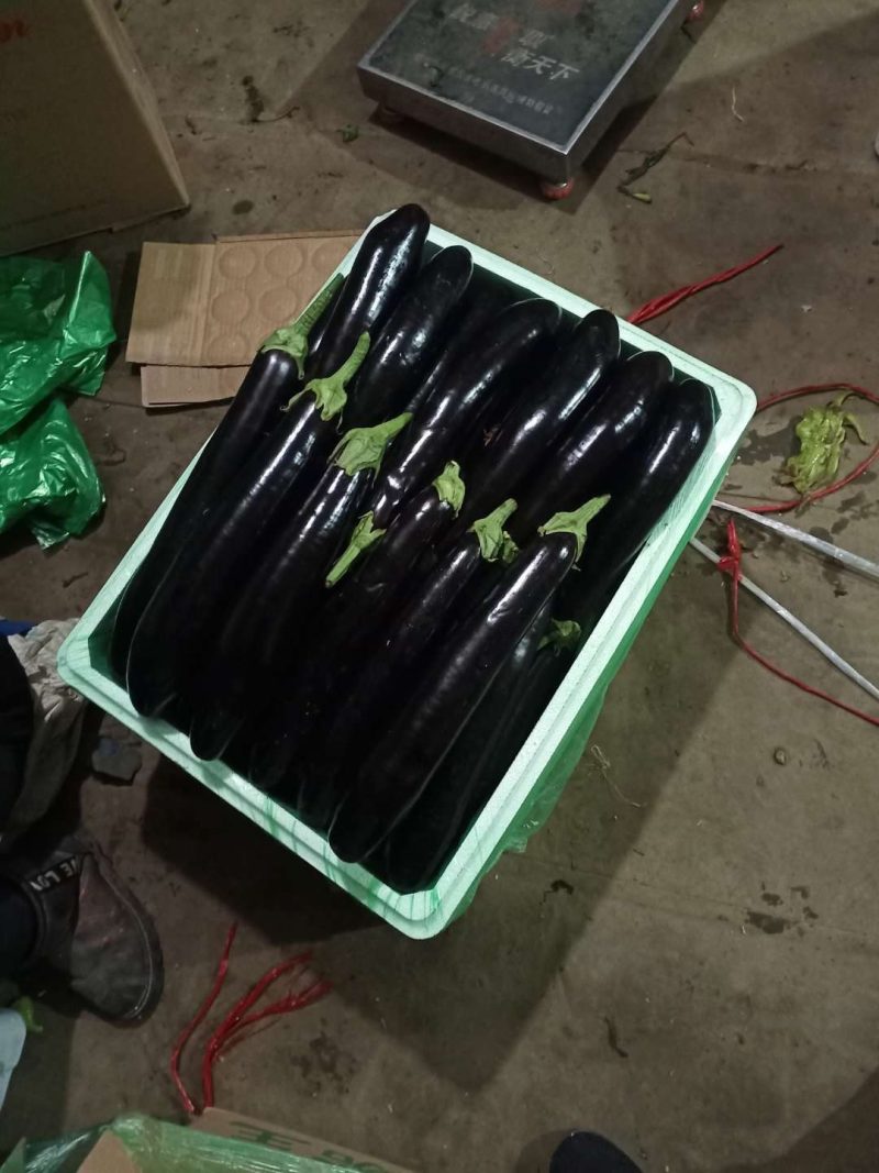 茄子辽宁海城茄子紫长茄基地直供价优现采现发