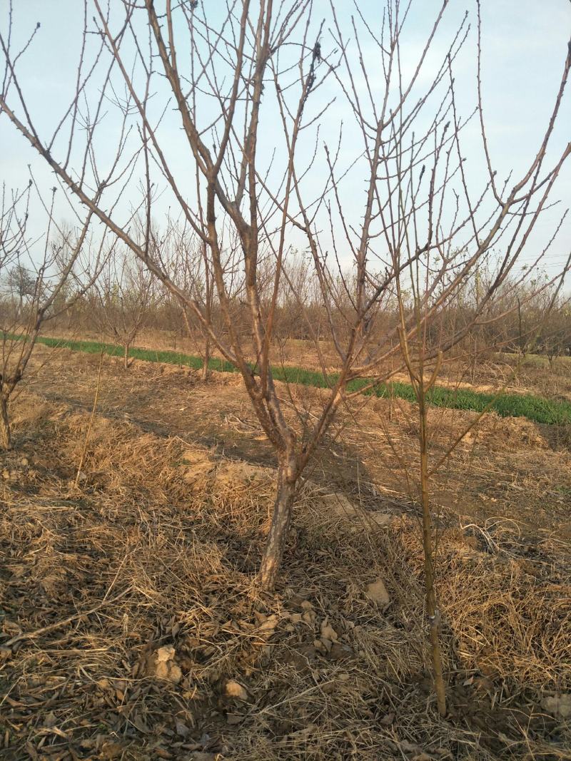 杏树5-20公分大量出售各种规格