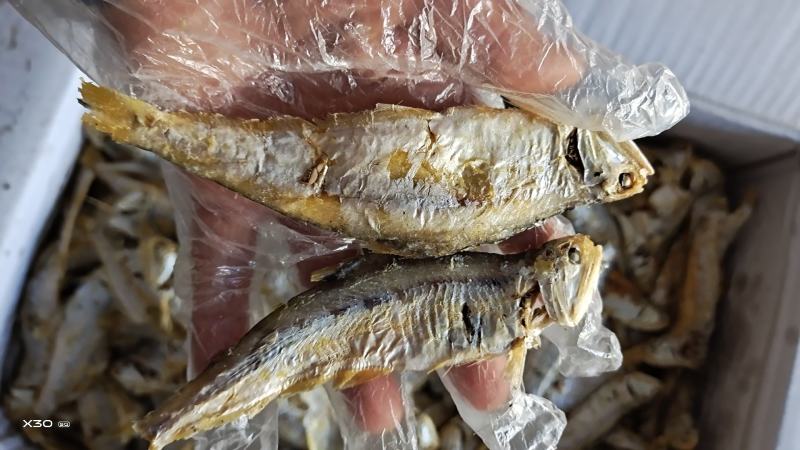国宝鱼小马囗鱼熟的，不咸很香，下酒菜一手货源大量现货供应