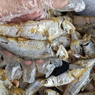 国宝鱼小马囗鱼熟的，不咸很香，下酒菜一手货源大量现货供应