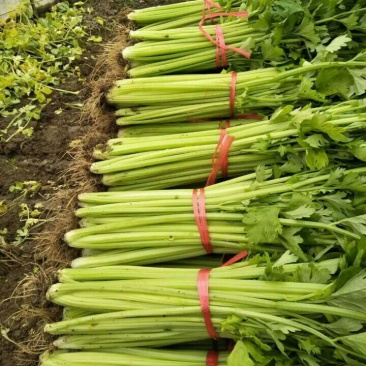 优质芹菜，中棵，细棵，大棵均有，可捆绑，可装袋，质量保证