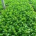 优质芹菜，中棵，细棵，大棵均有，可捆绑，可装袋，质量保证