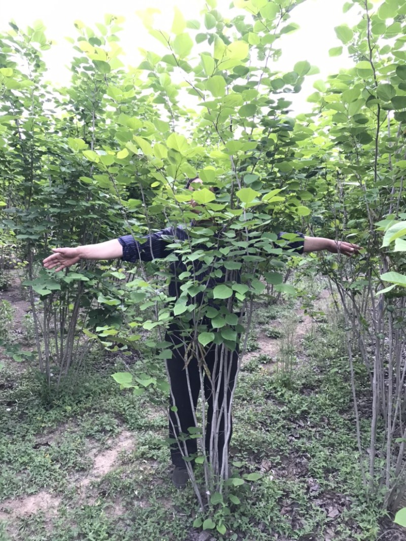 紫荆，丛生紫荆，10分枝丛生紫荆，5分枝丛生紫荆