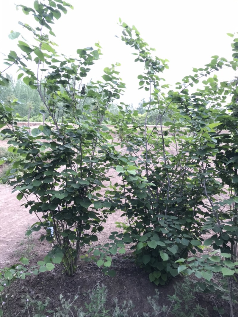 紫荆，丛生紫荆，10分枝丛生紫荆，5分枝丛生紫荆