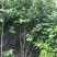 紫荆,丛生紫荆,10分枝丛生紫荆,5分枝丛生紫荆