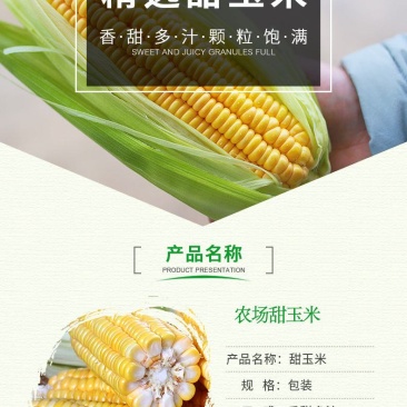 水果玉米新鲜现摘应季甜玉米棒早餐生吃包邮