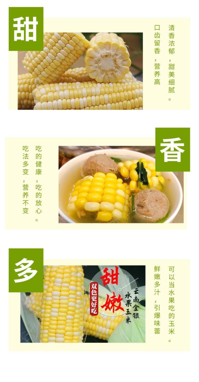 水果玉米新鲜现摘应季甜玉米棒早餐生吃包邮