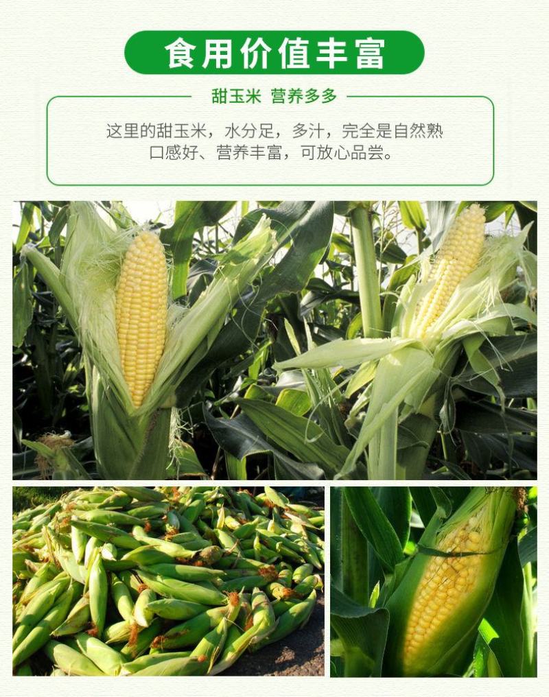 水果玉米新鲜现摘应季甜玉米棒早餐生吃包邮