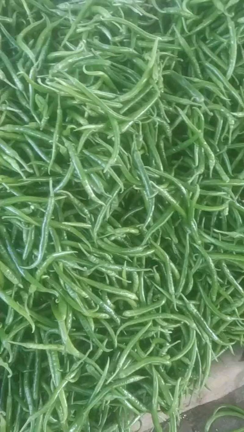 鲜辣椒，靓货，精品，青皮，黄皮