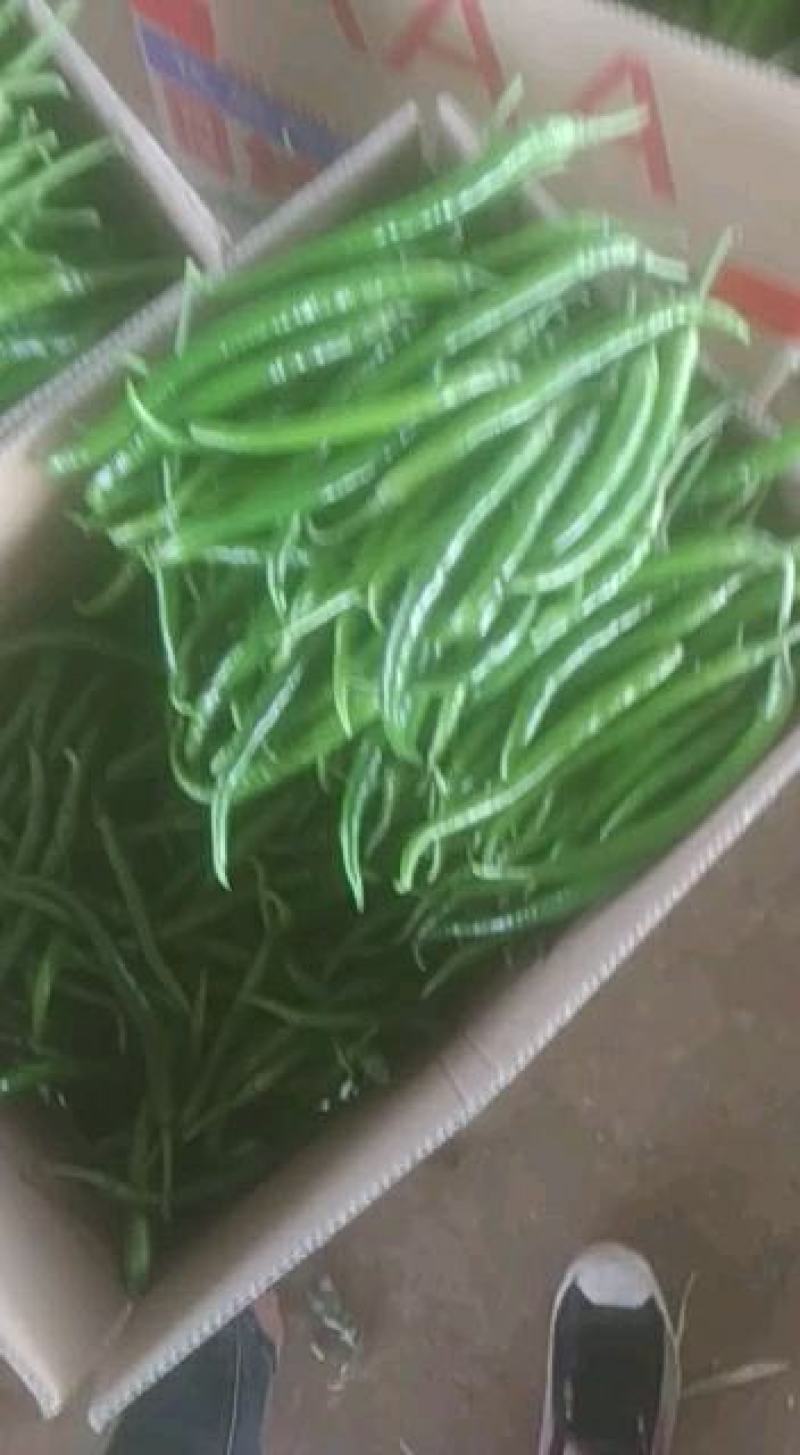 鲜辣椒，靓货，精品，青皮，黄皮
