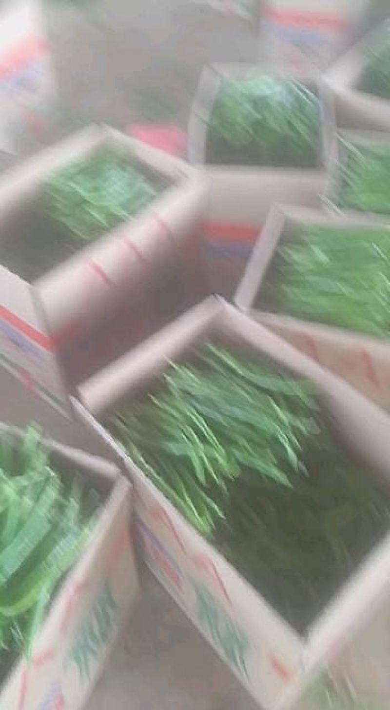 鲜辣椒，靓货，精品，青皮，黄皮