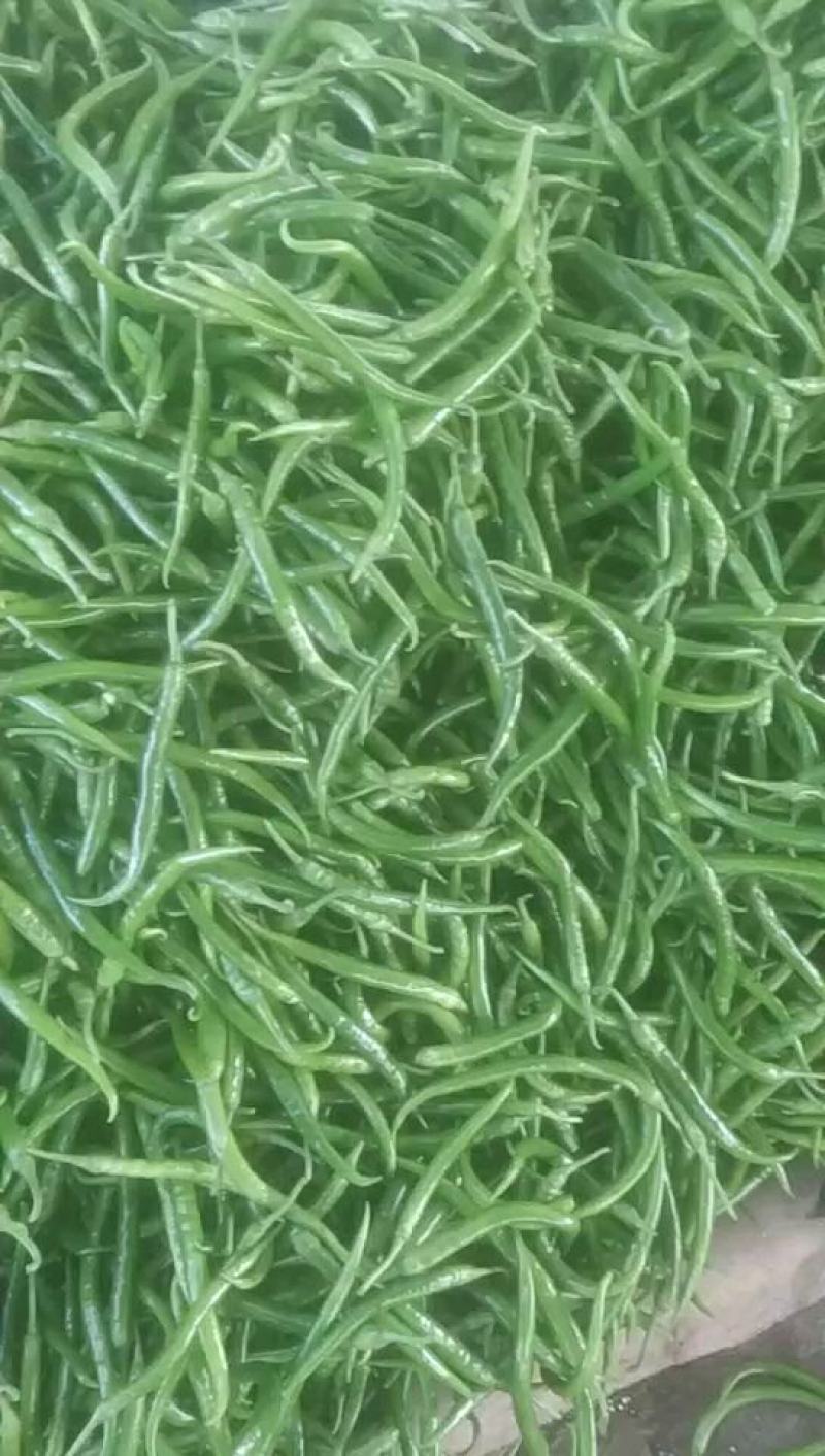 鲜辣椒，靓货，精品，青皮，黄皮