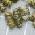 特级大紫皮石斛没有渣颗粒颗粒大