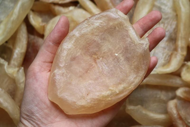 15头加州白花胶鱼胶花胶批发