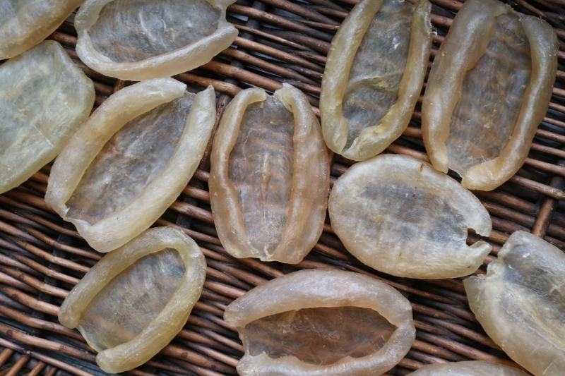 15头加州白花胶鱼胶花胶批发