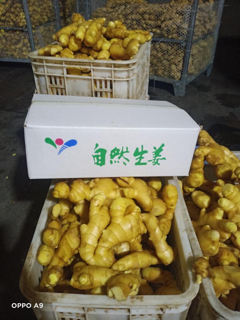 老姜大姜小姜产地质量稳定全国物流发货河南姜价格