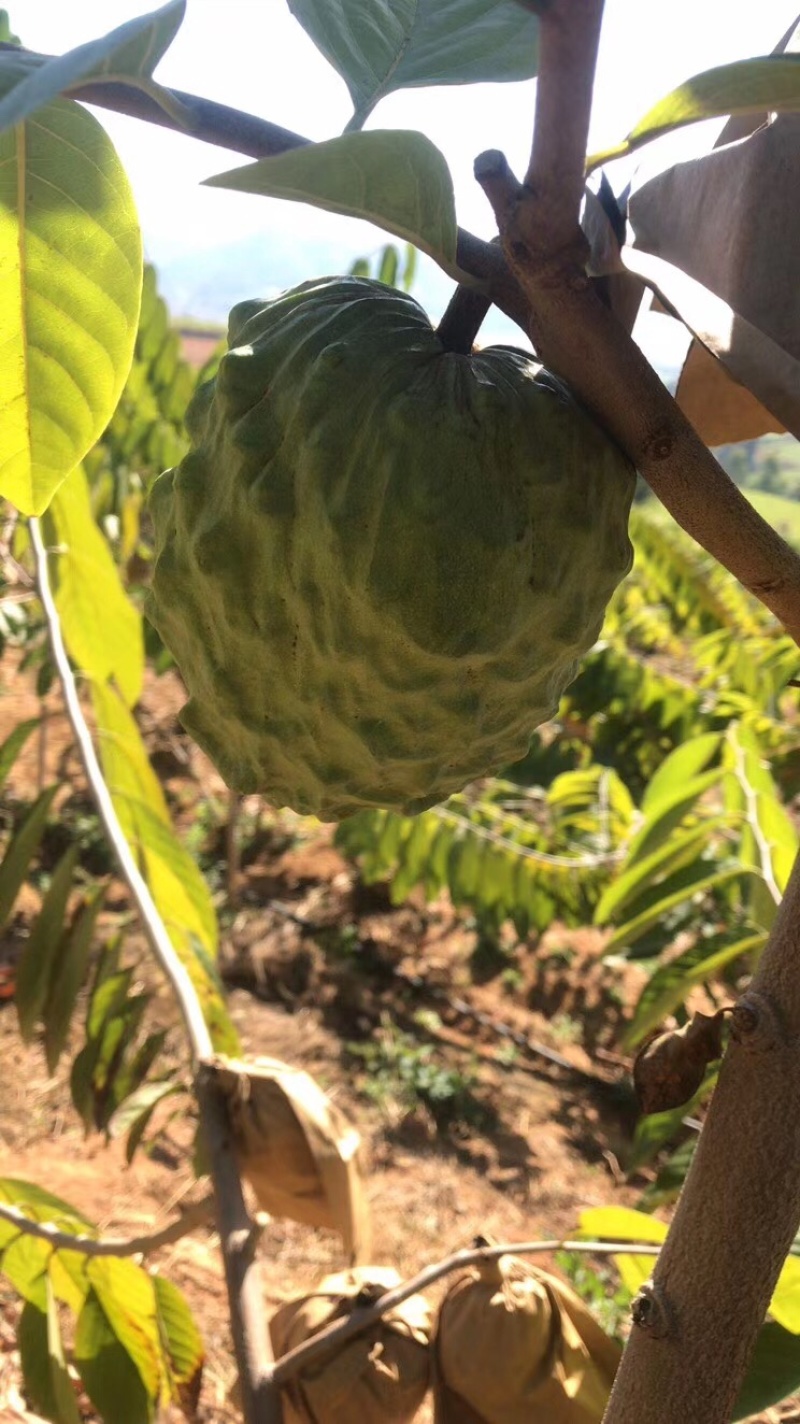 释迦果，基地直发，现摘现发，新鲜水果，好吃